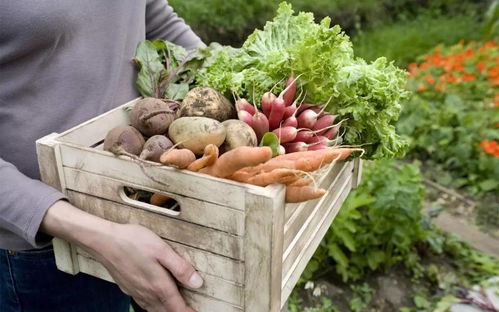 全球视野下的果蔬加工业新趋势 技术创新与消费升级的双重驱动