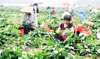 数字化转型赋能农产品流通 经济日报多媒体数字报刊的探索与实践