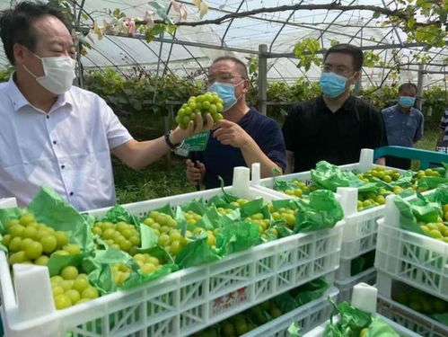 把传统业务打造成独特优势 农产品流通的江苏供销模式